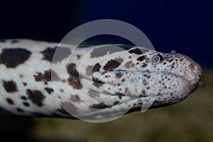 Spotted Eel