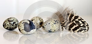 Spotted Eggs and Pheasant Feather