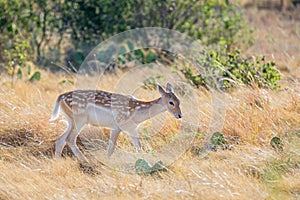 Spotted Fallow Deer Fawn