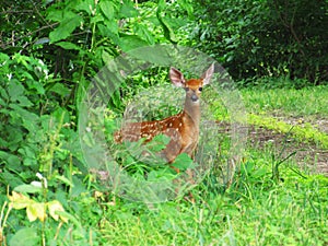 Spotted fawn