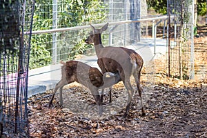 Spotted fawn drinking milk from his mother