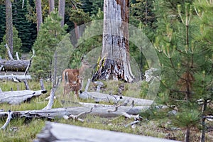 Spotted Fawn and Mother Among Pine Trees