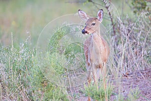 Spotted fawn in spring