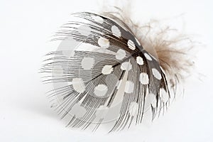 Spotted Feather