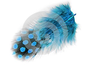 Spotted feather isolated