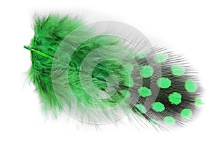Spotted feather isolated