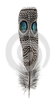 Spotted feather of a Palawan peacock-pheasant with two Eyespots, Polyplectron napoleonis, isolated on white