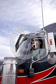 The fighting dog peeks out of the semi truck window protecting i