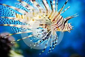 Spotted Fin Lionfish