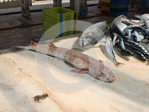 Spotted fish on the counter