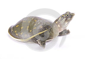 Spotted flapshell turtle, Lissemys punctata andersoni