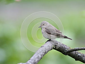 Spotted flycatcher