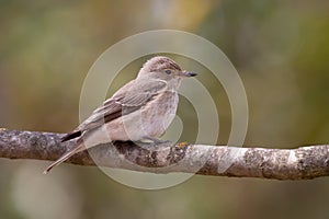 Spotted Flycatcher