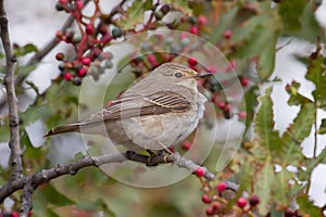 Spotted Flycatcher