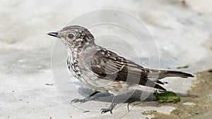 Spotted flycatcher