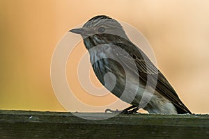 Spotted flycatcher