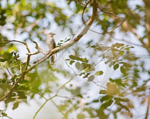 Spotted Flycatcher