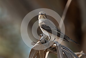 Spotted Flycatcher at Asker marsh, Bahrain