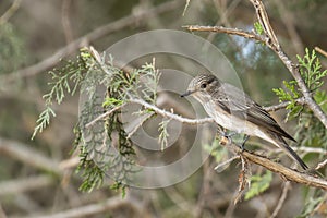 Spotted Flycatcher on a branch photo