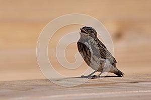 Spotted flycatcher chick