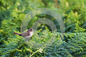 Spotted Flycatcher on ferns