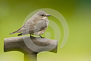 Spotted flycatcher, Grauwe vliegenvanger, Muscicapa striata