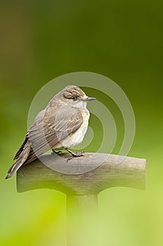 Spotted flycatcher, Grauwe vliegenvanger, Muscicapa striata