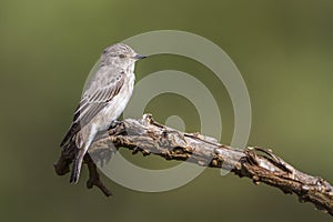 Spotted flycatcher in Kruger National park, South Africa