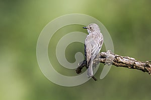 Spotted flycatcher in Kruger National park, South Africa