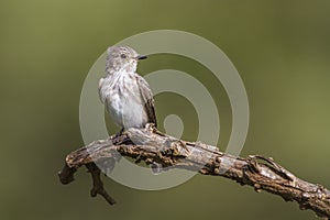 Spotted flycatcher in Kruger National park, South Africa