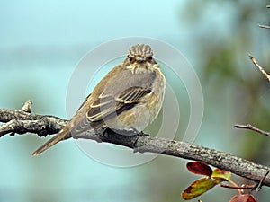A Spotted flycatcher laid on a quince apple branch