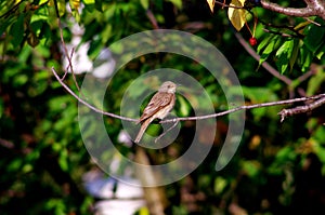 Spotted flycatcher muscicapa dauurica