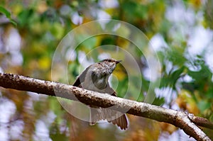 Spotted flycatcher muscicapa dauurica