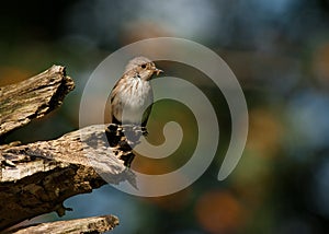 Spotted Flycatcher (Muscicapa striata)