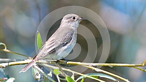 Spotted Flycatcher Muscicapa striata