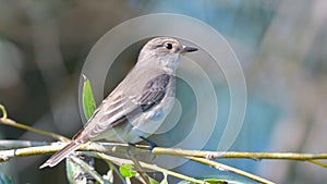 Spotted Flycatcher Muscicapa striata