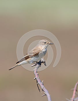 Spotted flycatcher (muscicapa striata)