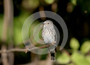 spotted flycatcher Muscicapa striata