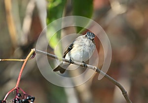 The spotted flycatcher Muscicapa striata