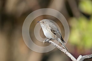 The spotted flycatcher Muscicapa striata