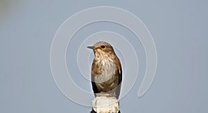 The spotted flycatcher, Muscicapa striata
