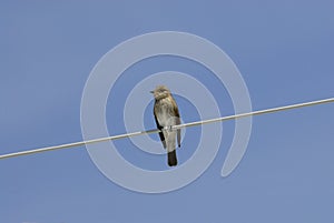 Spotted Flycatcher (Muscicapa striata)