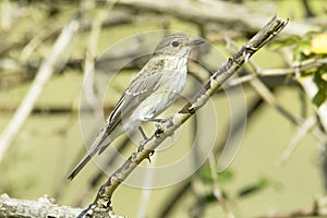 Spotted flycatcher / Muscicapa striata
