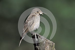 Spotted flycatcher, Muscicapa striata