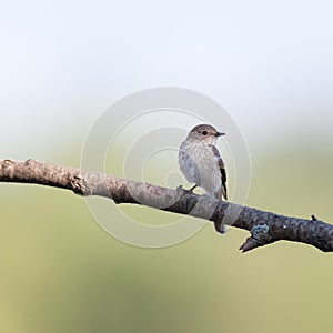 Spotted Flycatcher (Muscicapa striata)