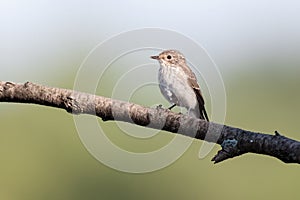 Spotted Flycatcher (Muscicapa striata)