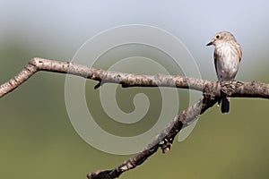 Spotted Flycatcher (Muscicapa striata)