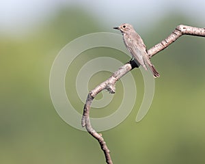 Spotted Flycatcher (Muscicapa striata)