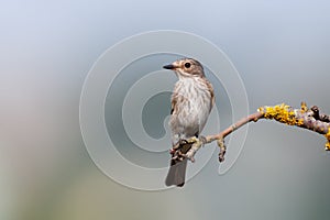 Spotted Flycatcher (Muscicapa striata)