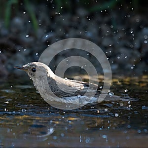 Spotted flycatcher (Muscicapa striata) bathing in the water